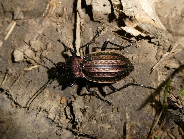Carabus cancellatus - ragyás futrinka