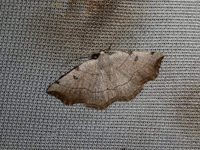 Eilicrinia trinotata - háromjegyű araszoló