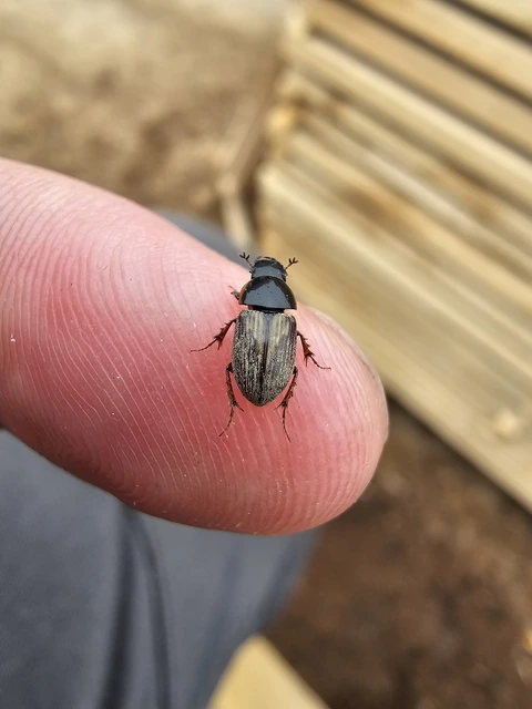Aphodius prodromus - sárgalábú trágyabogár