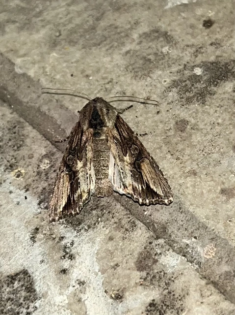 Egira conspicillaris - változékony szürkebagoly