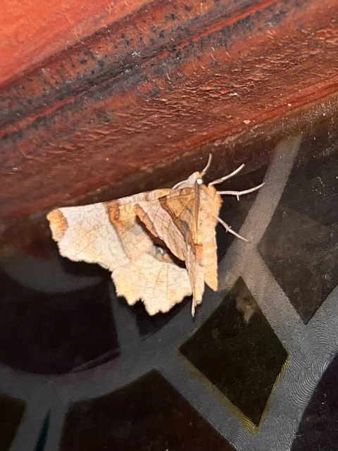 Selenia lunularia - egyfoltos holdasaraszoló