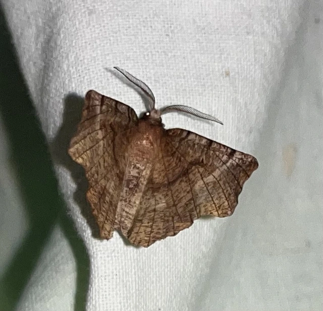 Selenia dentaria - kétfoltos holdasaraszoló