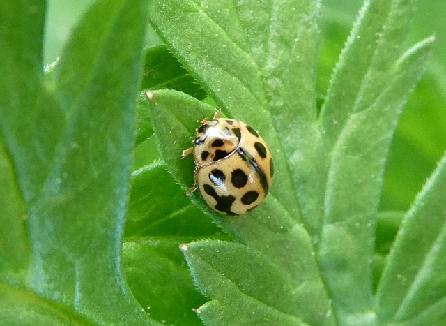 Tytthaspis sedecimpunctata - tizenhatpettyes katica