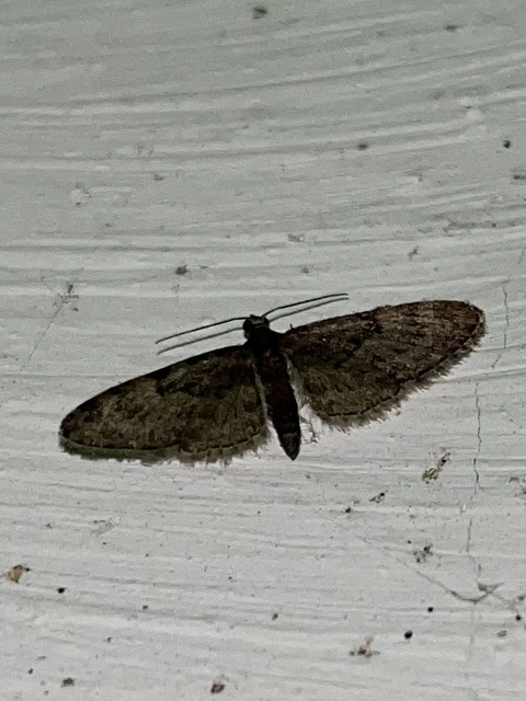 Eupithecia dodoneata - tölgy-törpearaszoló