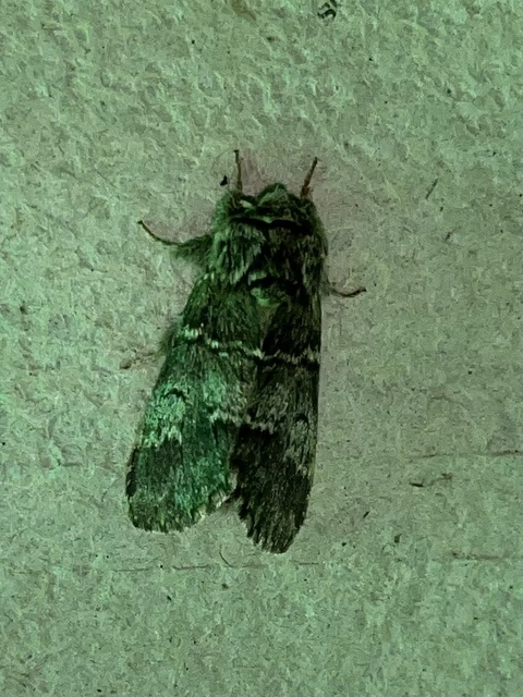 Drymonia ruficornis - cserfa-púposszövő