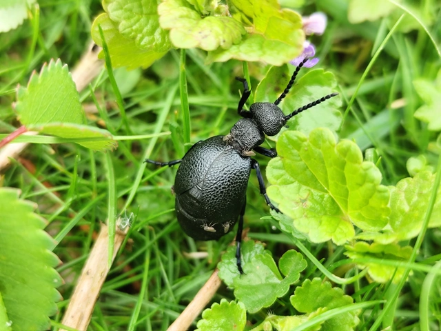 Meloe cicatricosus - óriásnünüke
