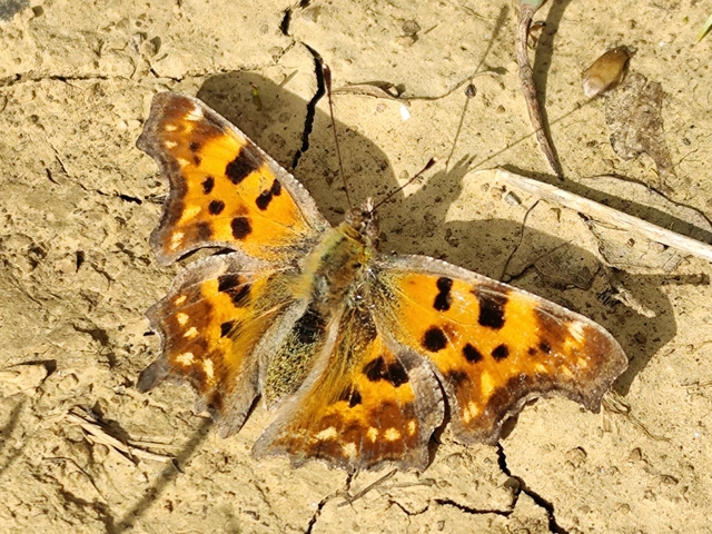 Nymphalis c-album - C-betűs lepke