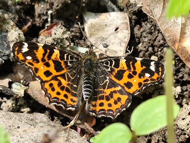 Araschnia levana - pókhálós lepke