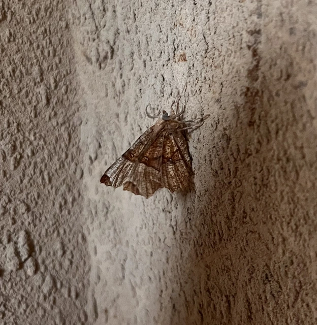 Selenia lunularia - egyfoltos holdasaraszoló