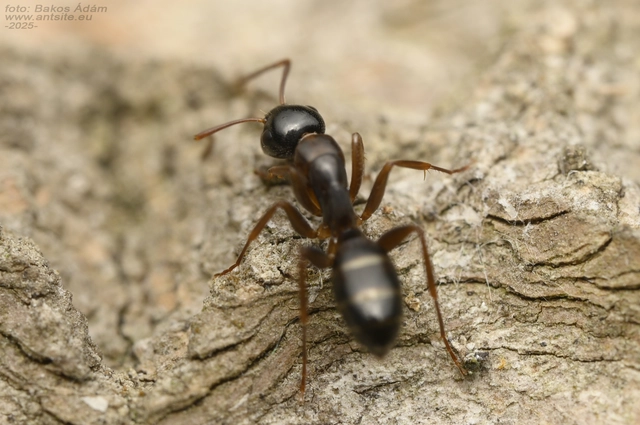 Camponotus fallax - ligeti lóhangya