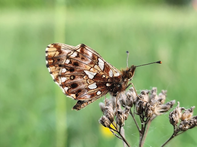 Boloria dia - kis gyöngyházlepke