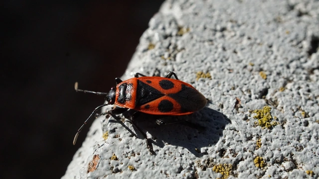 Pyrrhocoris apterus - verőköltő poloska