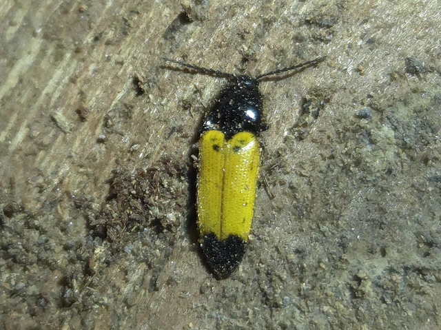Ampedus elegantulus - csinos pattanó