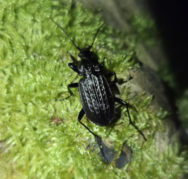Carabus granulatus - mezei futrinka