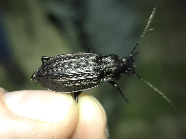 Carabus granulatus - mezei futrinka