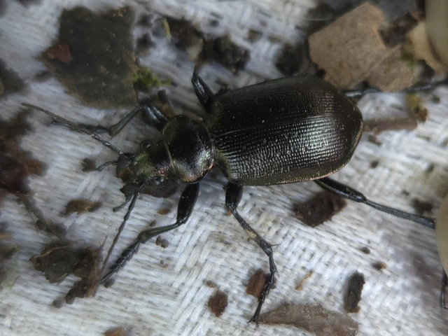 Calosoma inquisitor - kis bábrabló