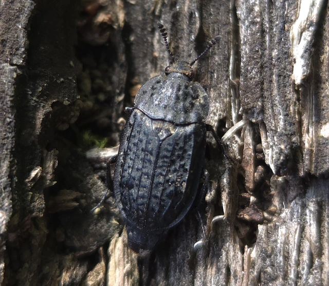 Thanatophilus rugosus - ripacsos dögbogár
