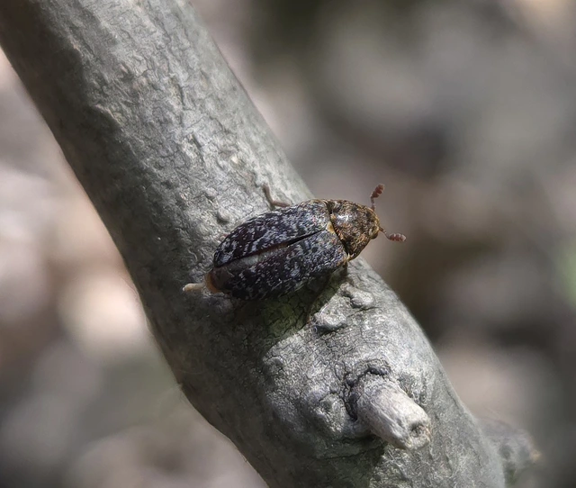 Dermestes undulatus - márványos porva Dermestes undulatus - márványos porva