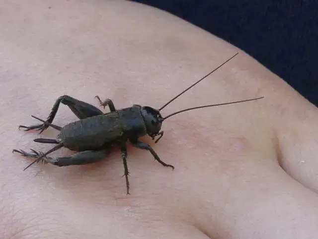 Gryllus campestris - mezei tücsök