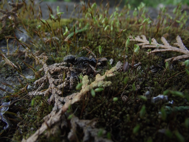 Camponotus vagus - fekete lóhangya