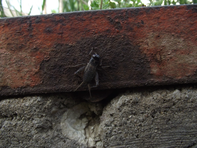 Gryllus campestris - mezei tücsök