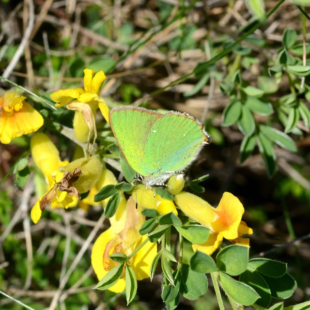 Callophrys rubi - zöldfonákú lepke