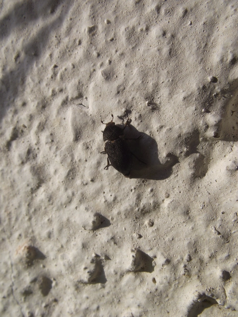 Dermestes laniarius - gyászos porva Dermestes laniarius - gyászos porva