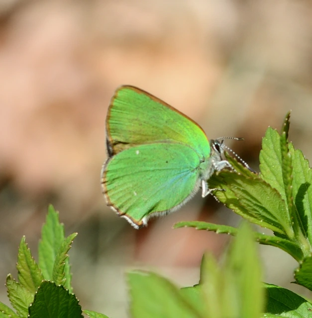 Callophrys rubi - zöldfonákú lepke