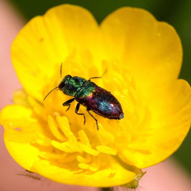 Anthaxia salicis - bíboros virágdíszbogár