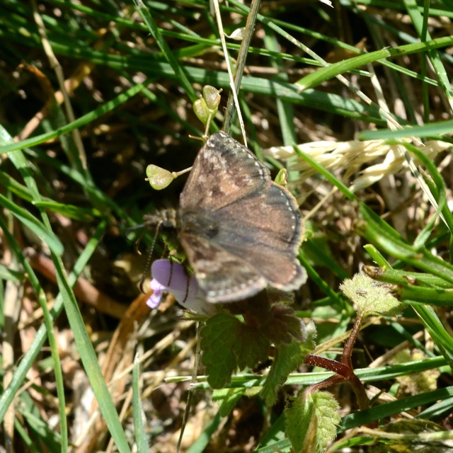 Erynnis tages - cigánylepke