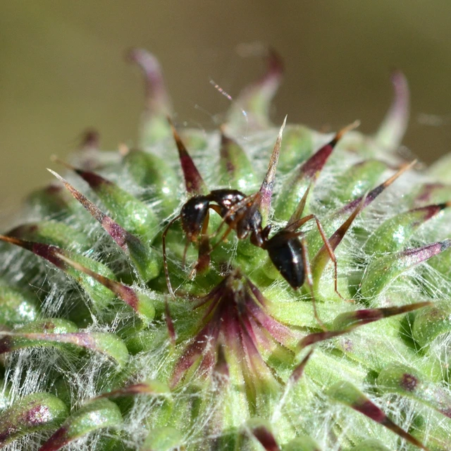 Camponotus aethiops - szőrös lóhangya