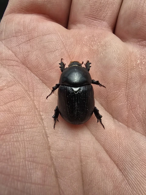 Pentodon idiota - butabogár