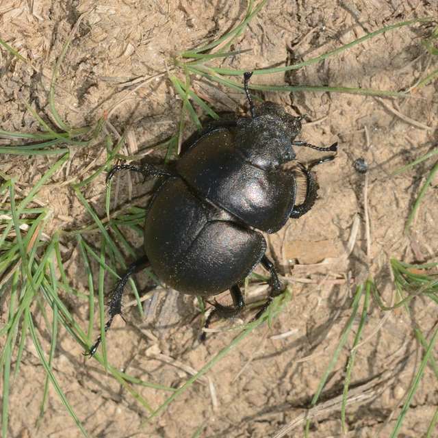 Lethrus apterus - nagyfejű csajkó