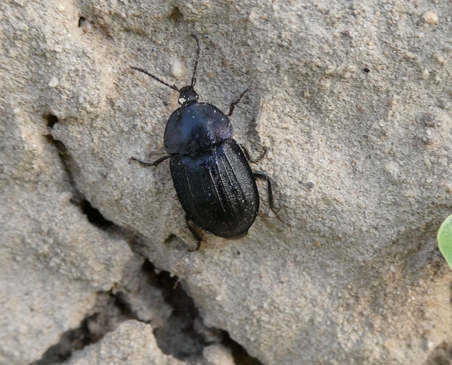 Phosphuga atrata - bordás csigarabló
