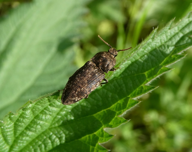 Agrypnus murinus - egérszínű pikkelyespattanó