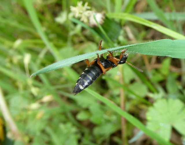 Staphylinus caesareus - aranysujtásos holyva
