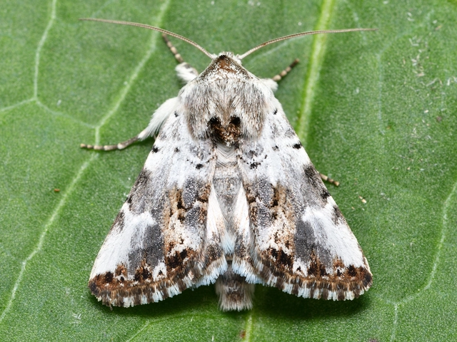Calophasia opalina - barnafoltú fehérbagoly