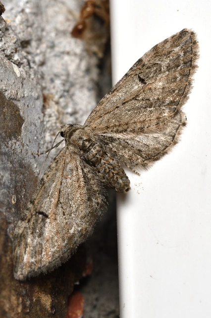 Eupithecia ochridata - mezeiüröm-törpearaszoló
