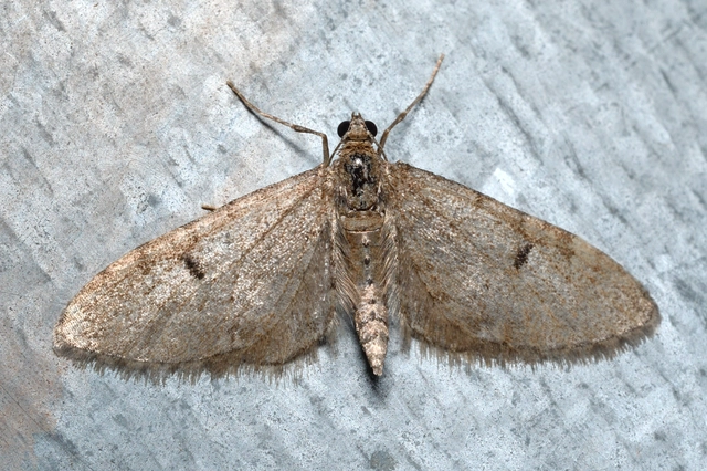 Eupithecia indigata - erdeifenyő-törpearaszoló