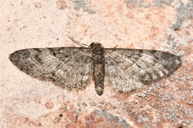 Eupithecia dodoneata - tölgy-törpearaszoló