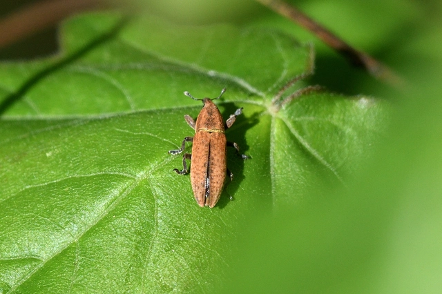 Lixus brevipes - vaskosorrú dudvabarkó