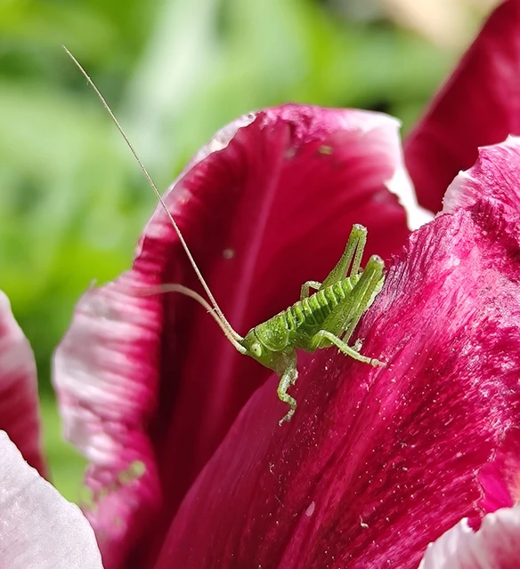 Tettigonia