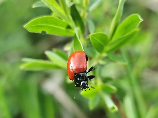 Chrysomela