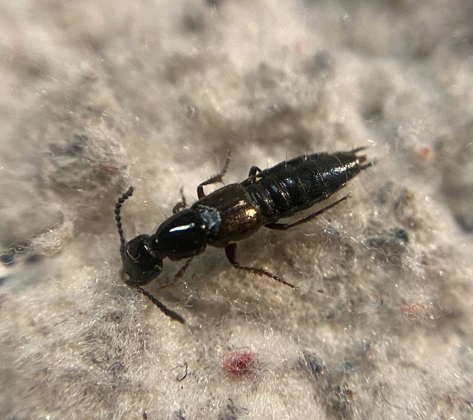 Bisnius sordidus
