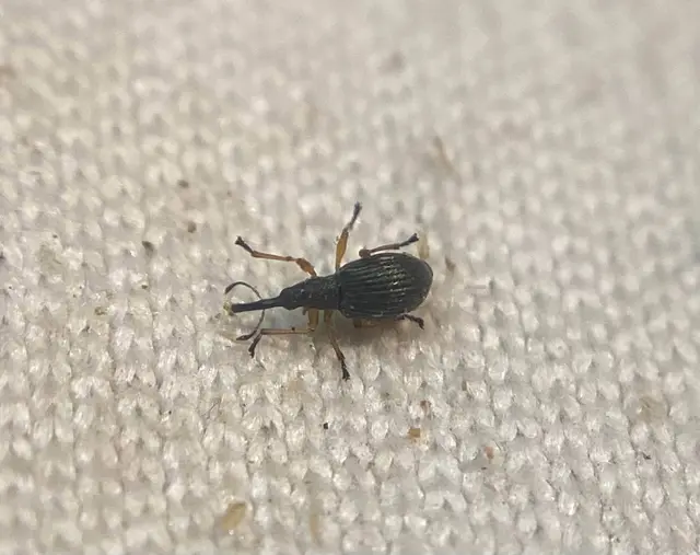Protapion fulvipes - vadhere-cickányormányos Protapion fulvipes - vadhere-cickányormányos