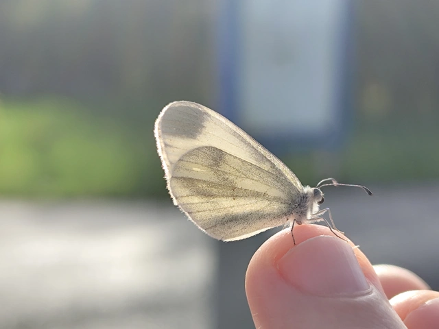 Leptidea sinapis - mustárlepke