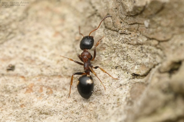 Dolichoderus quadripunctatus - négypettyes erdeihangya