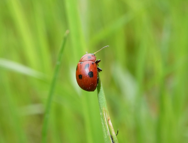 Gonioctena fornicata - közönséges lucernabogár