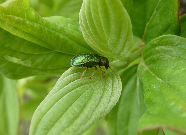Floricola ulema - aranyos somlevelész