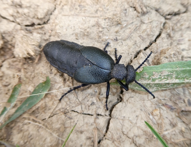 Meloe cicatricosus - óriásnünüke
